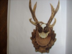 Национален рекорд на европейска сърна